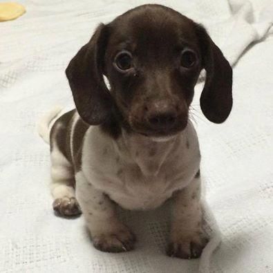 All About The Curious Daschund Puppy Temperament Daschundstyle