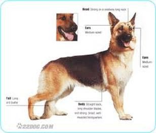Dog Breed Reviews I Love German Shepherd Dogs German Shepherd