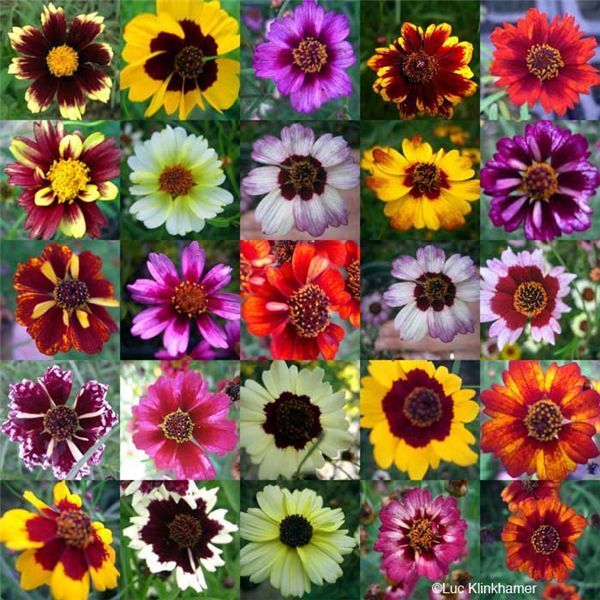 Coreopsis A Perennial And Annual Favorite For Rugged Long Lasting Coreopsis A Perennial And Annual Favorite For Rugged Long Lasting Color That Comes In Just About Every Shade Hue Height Habit You Can Imagine