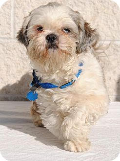 Philadelphia Pa Shih Tzu Mix Meet Stewie A Dog For Adoption