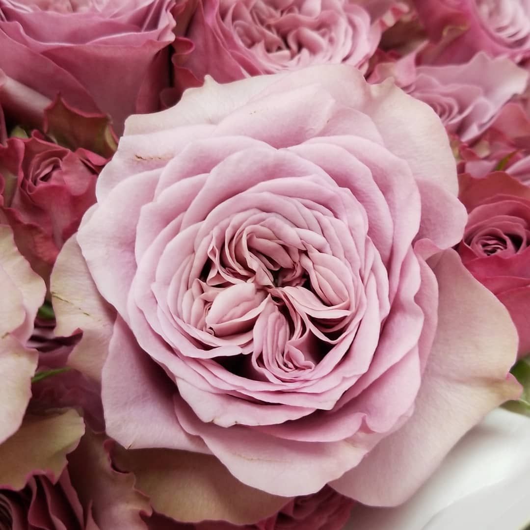 Mont Marte Sprayroses Gardenroses Rosas Roses Flowers Flores Flowerstagram Yegflowers Cvety Flowerstagram Flo Orchid Show Spray Roses Trendy Plants