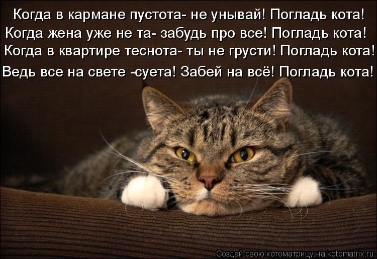 станет картинки в стихах просыпайся котик была