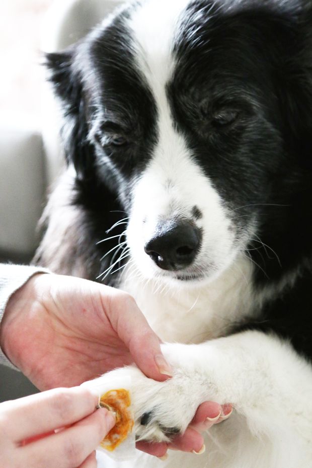 Pin On My Brown Eyed Dog
