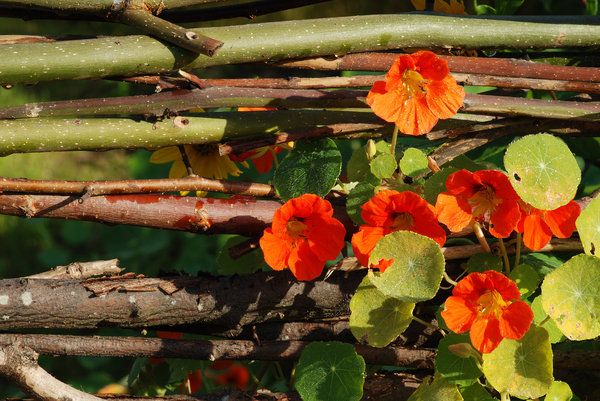 Image Result For Autumn Garden Pinterest Image Result For Autumn Garden
