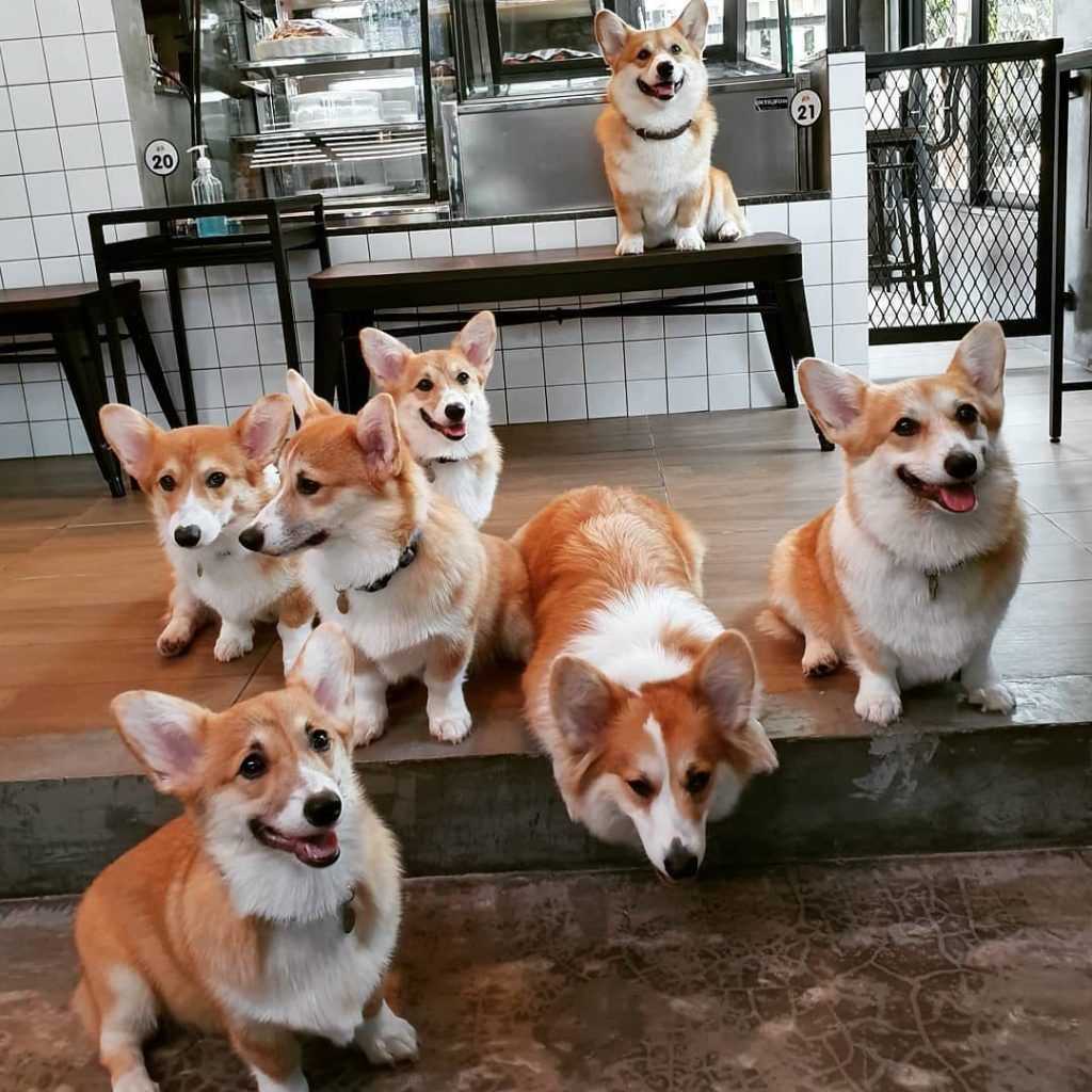 Woman Opens A Corgi Cafe After A Surprise Litter Of Pups And The