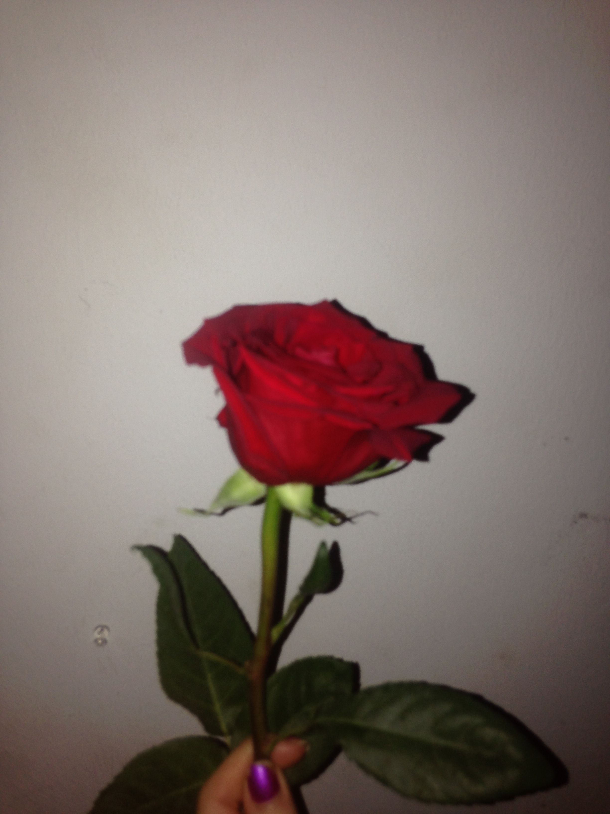You Once Had Me In Your Page But It All Seem To Change From One Day To The Other W Rosas Rojas Tumblr Fondo De Pantalla Rosado Para Iphone Imagenes De You Once Had Me In Your Page But It All Seem To Change From One Day To The Other W Rosas Rojas Tumblr Fondo De Pantalla Rosado Para Iphone Imagenes De