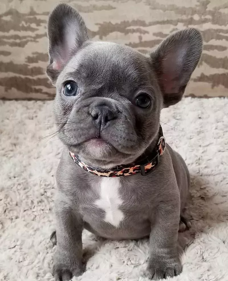 Fun Beautiful Dogs Blue Eyes