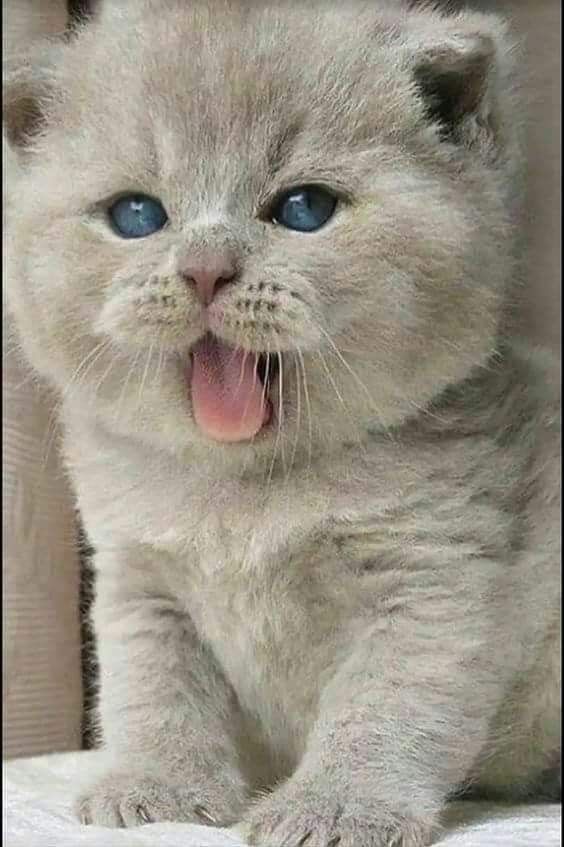 Pin By Cecilia Da Silva On Just Because They Are Beautiful Ii In Cute Cats Cute Baby Animals Kittens Cutest Pin By Cecilia Da Silva On Just Because They Are Beautiful Ii In Cute Cats Cute Baby Animals Kittens Cutest