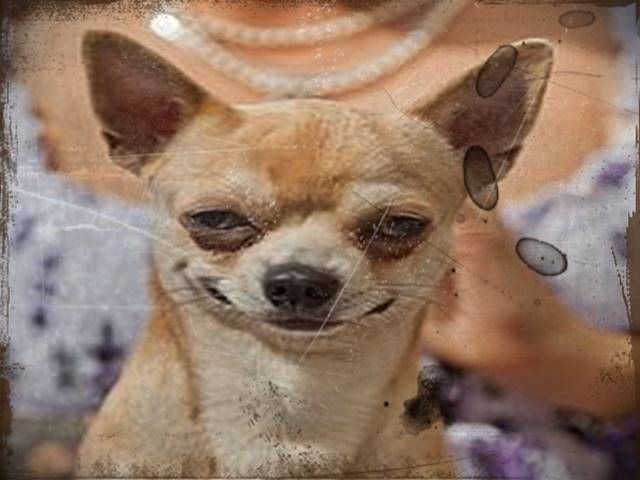 Chihuahua And Shih Tzu Puppies Funny Animals Funny Animal