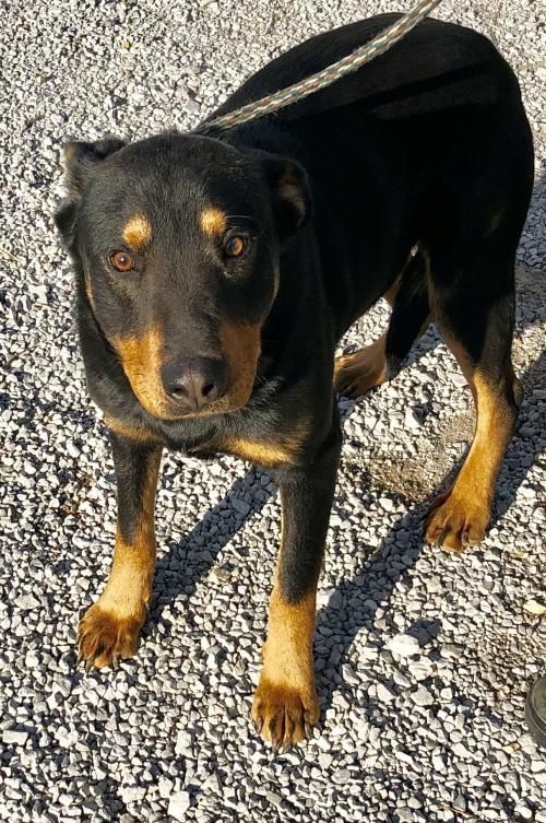 Reno 2 Pets Needing Homes In Tennessee Tennessee Home Animal