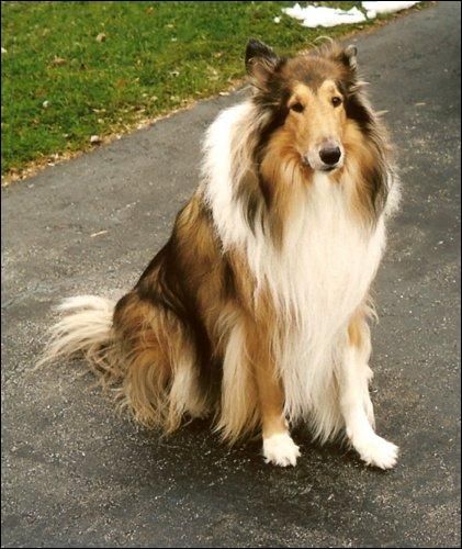 Pin On Stirling Collies Reviews
