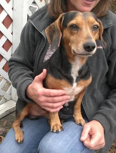 Beagle Dachshund Mix Alabama Animal Rescue Flash Male