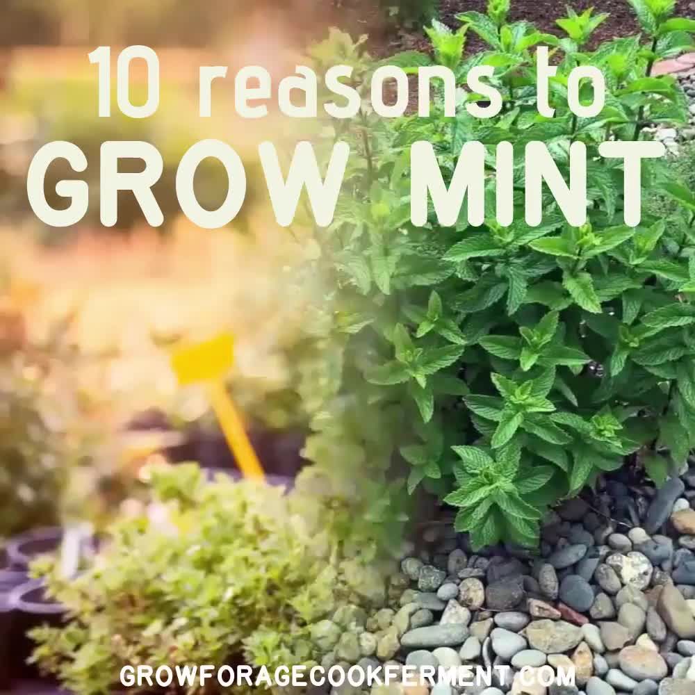 10 Reasons to Grow Mint (Without Fear)