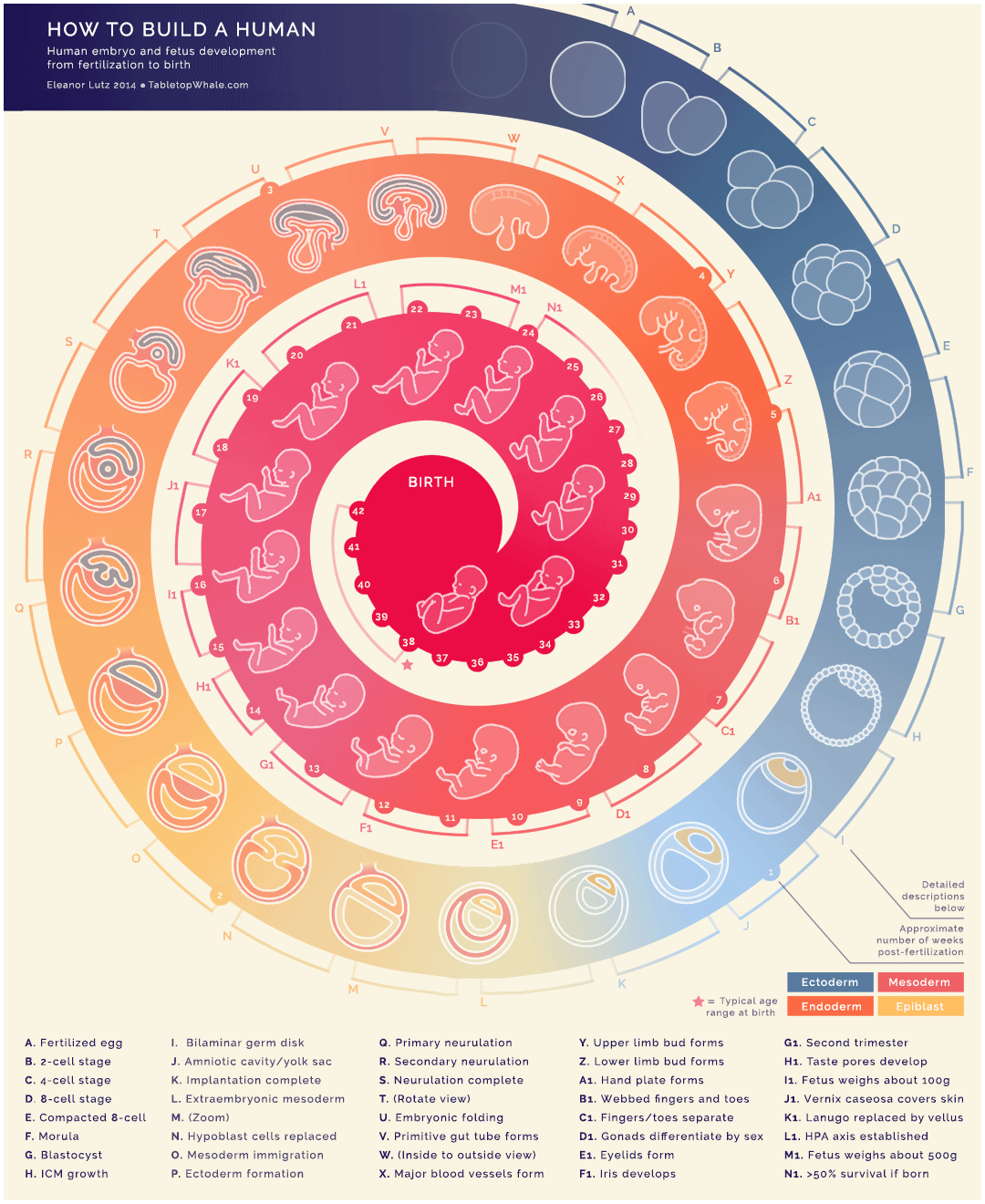 Amerihealth Interactive Infographic Healthy Vs Unhealthy Heart