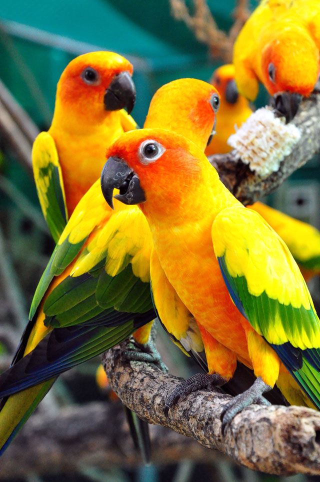 sun conures - Google Search | Conure parrots, Parrot, Pet birds