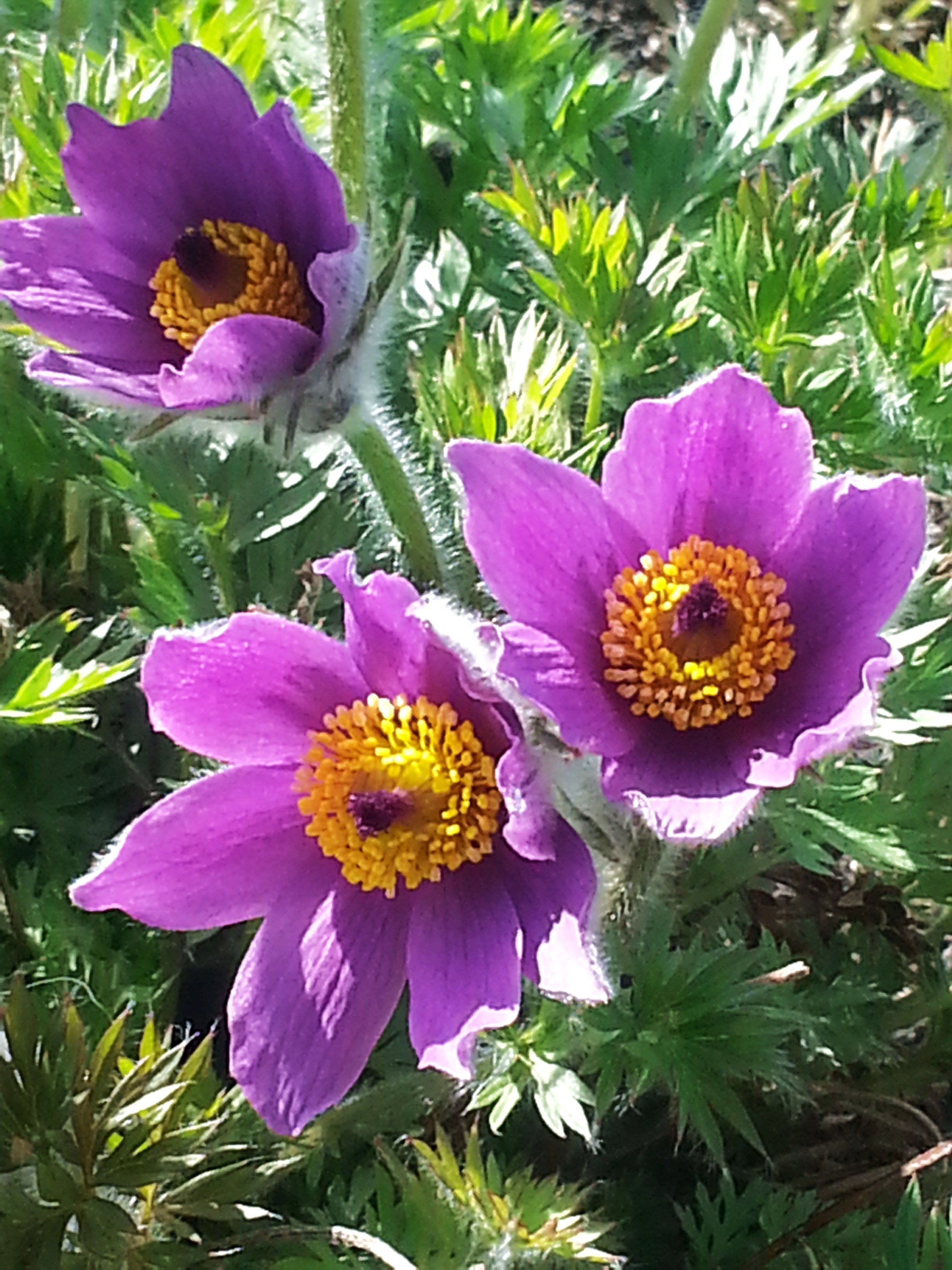 Outdoor Plants Kelowna Garden Plant