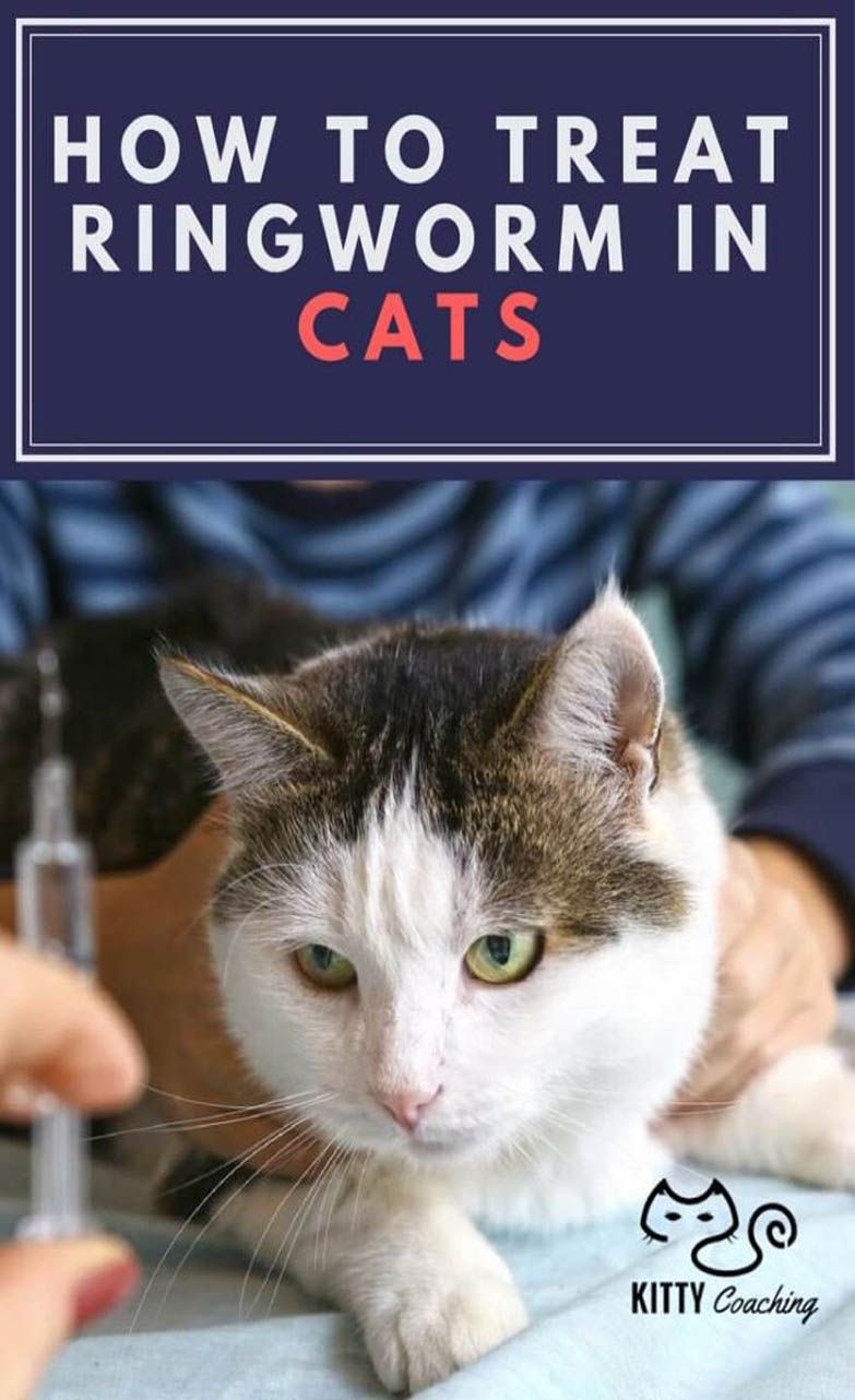 Can A Cat With Feline Leukemia Live With Other Cats What You Need To Know About Felv In 2020 Ringworm In Cats Cat Health Pet Parent