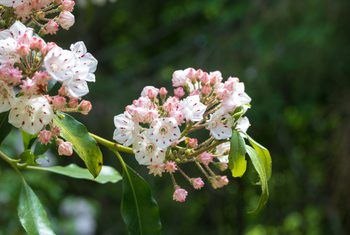 Pin on Gardening