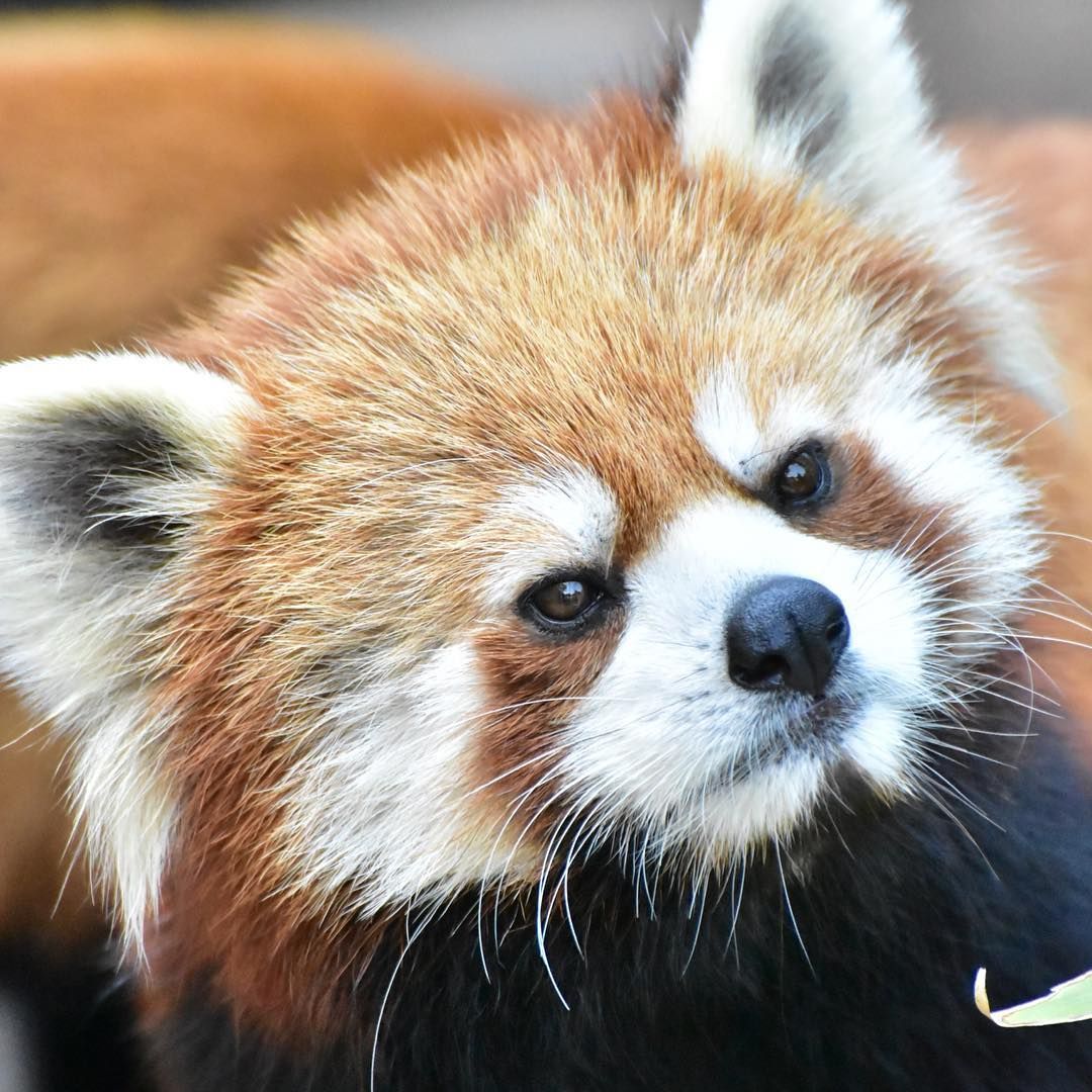 王子動物園のレッサーパンダメロディちゃんです 可愛すぎてヤバい 18 7 カメラ好きな人と繋がりたい Redpanda Redpanda Nippon Instalove Instaanimal Animal Ani Cute Animals Red Panda Cute Creatures 王子動物園のレッサーパンダメロディちゃんです 可愛すぎてヤバい 18 7 カメラ好きな人と繋がりたい Redpanda Redpanda Nippon Instalove Instaanimal Animal Ani Cute Animals Red Panda Cute Creatures