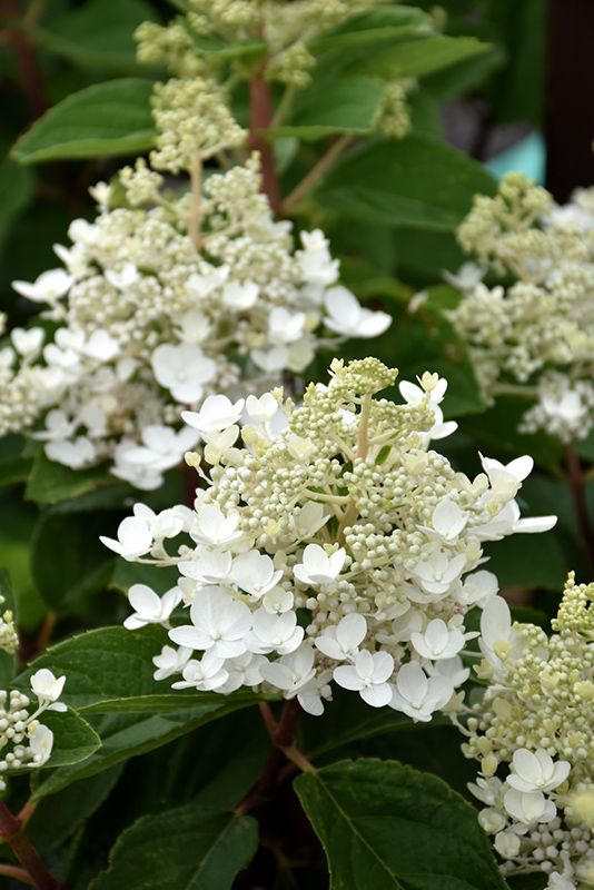 Pin On Hydrangea