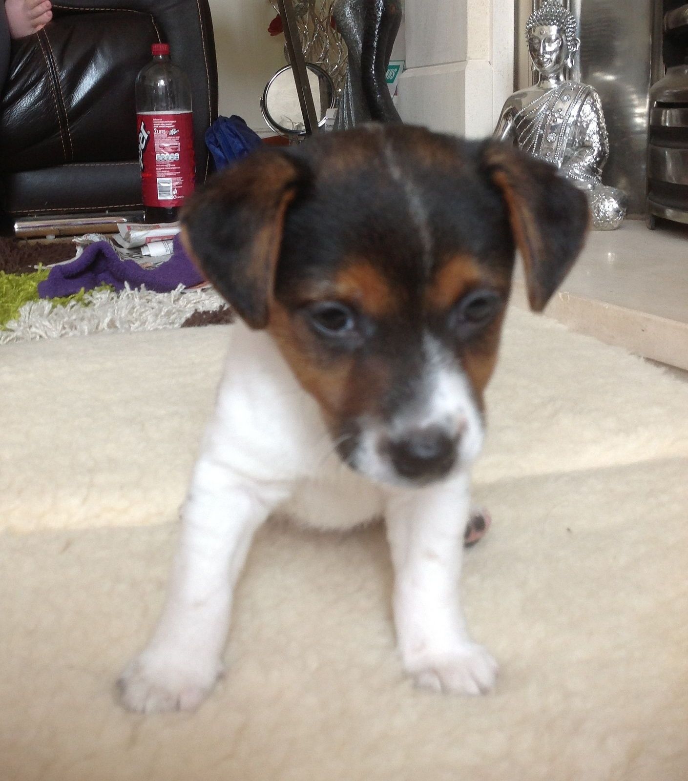 The Online Dog Trainer Review Dogs Cute Puppy Pictures Funny