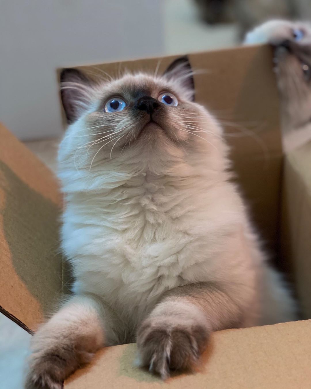 اللي ورا ياليت تفسر لي طعم الكرتون لفو الصوره Cat Catoftheworld Memes Catmemes Catsoftheweek Catsofin Cats Animals