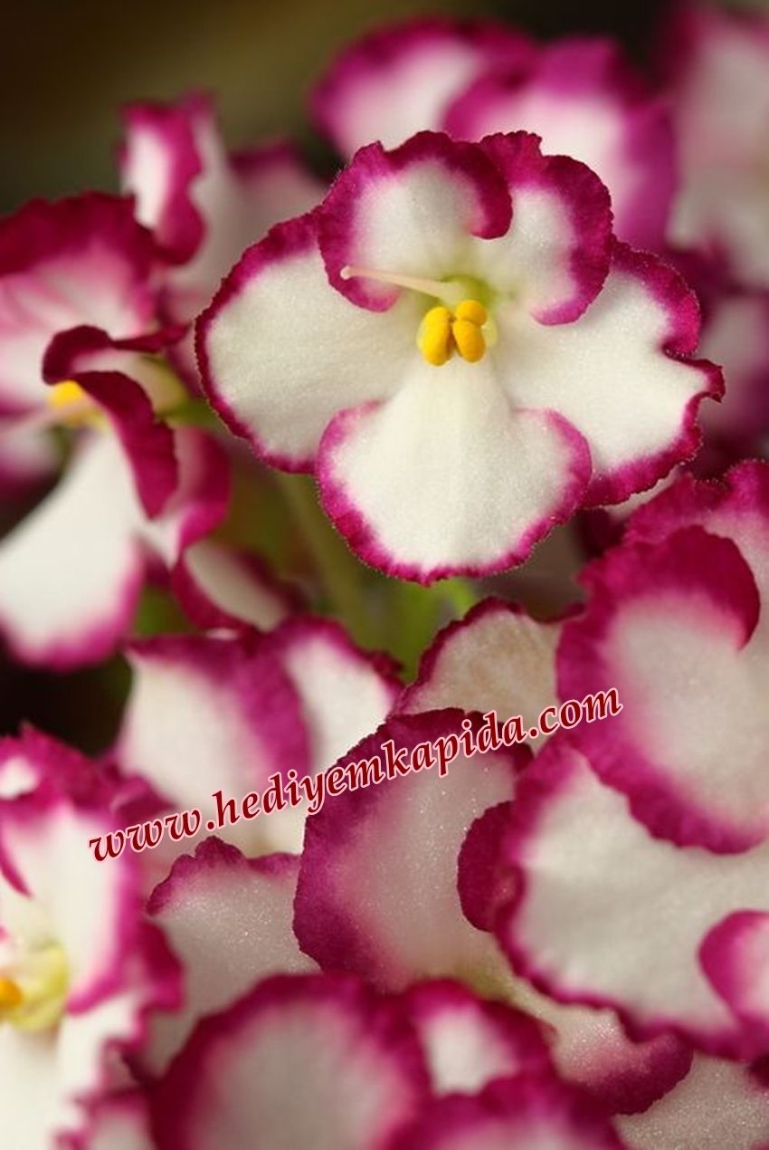 Menekse Afrika Meneksesi Balikesir Cicek Cesitleri Hizli Teslimat African Violets African Violets Plants Saintpaulia