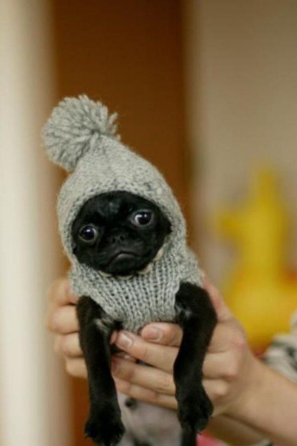 Surat Ifadesinden Kufur Ettigi Cok Net Belli Olan 23 Hayvan Baby Pugs Cute Puppies Cute Pugs