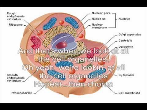 Cell Organelle Rap/Remix to a popular song. I recorded it to help