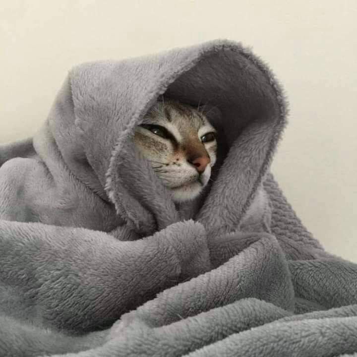 Pin On Pussy Cats