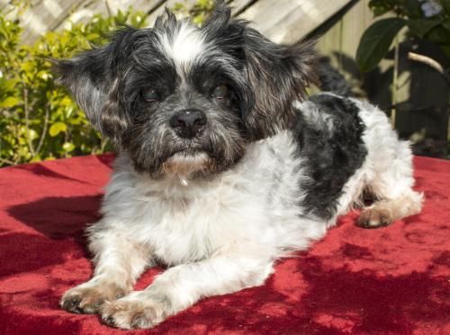 Adopt Nelson S Video On Adoptable Small Breeds Small