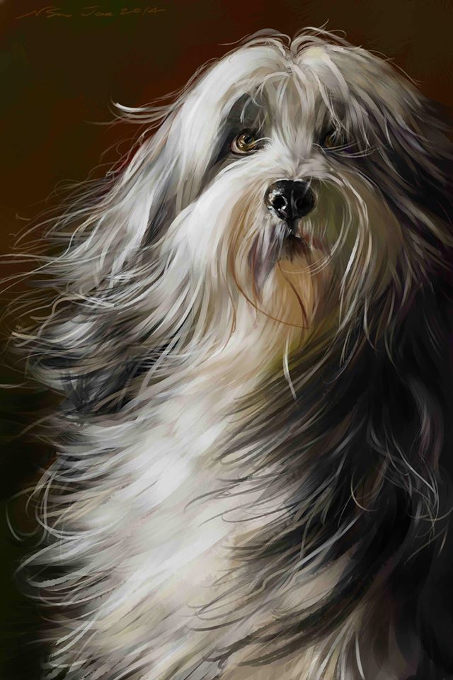 Discover the amazing Photoshop work of Norman Soo. Norman Soo creates amazing digital paintings using a Wacom Tablet, Photoshop and his keen eye for beauty. Animal Paintings, Animal Drawings, Art Drawings, Havanese Puppies, Lab Puppies, Dog Artwork, Custom Artwork, Canine Art, Dog Drawing