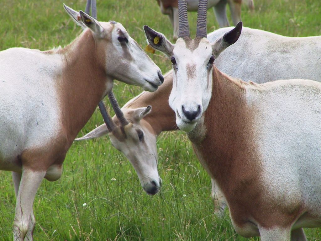 Single horned goat