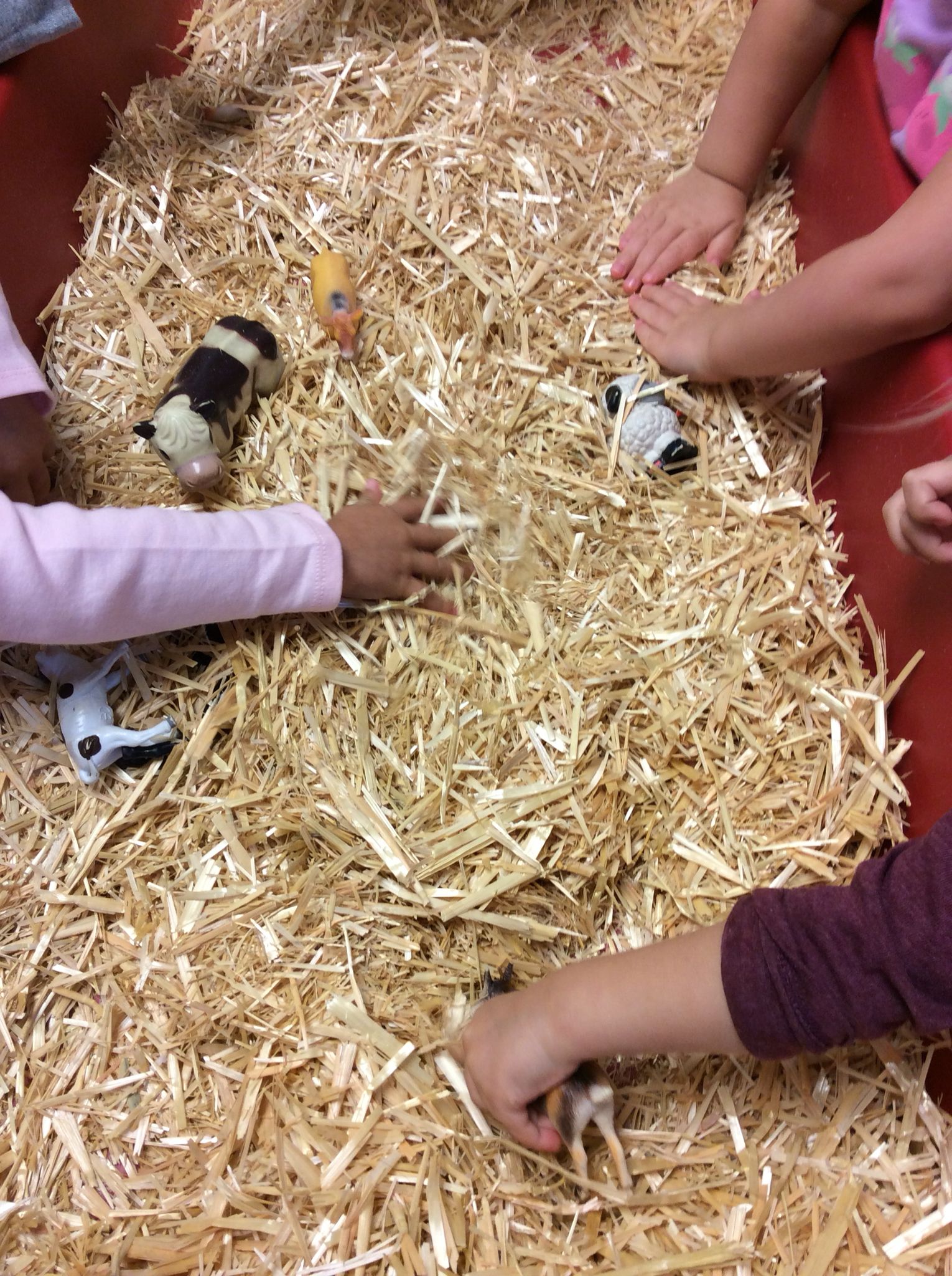 We Filled The Sensory Table With Hay And Hid The Farm Animals During We Filled The Sensory Table With Hay And Hid The Farm Animals During
