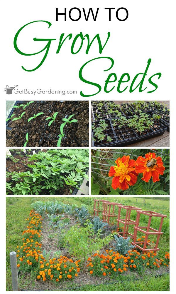 Online Seed Starting Course Learn How To Grow Seeds In This