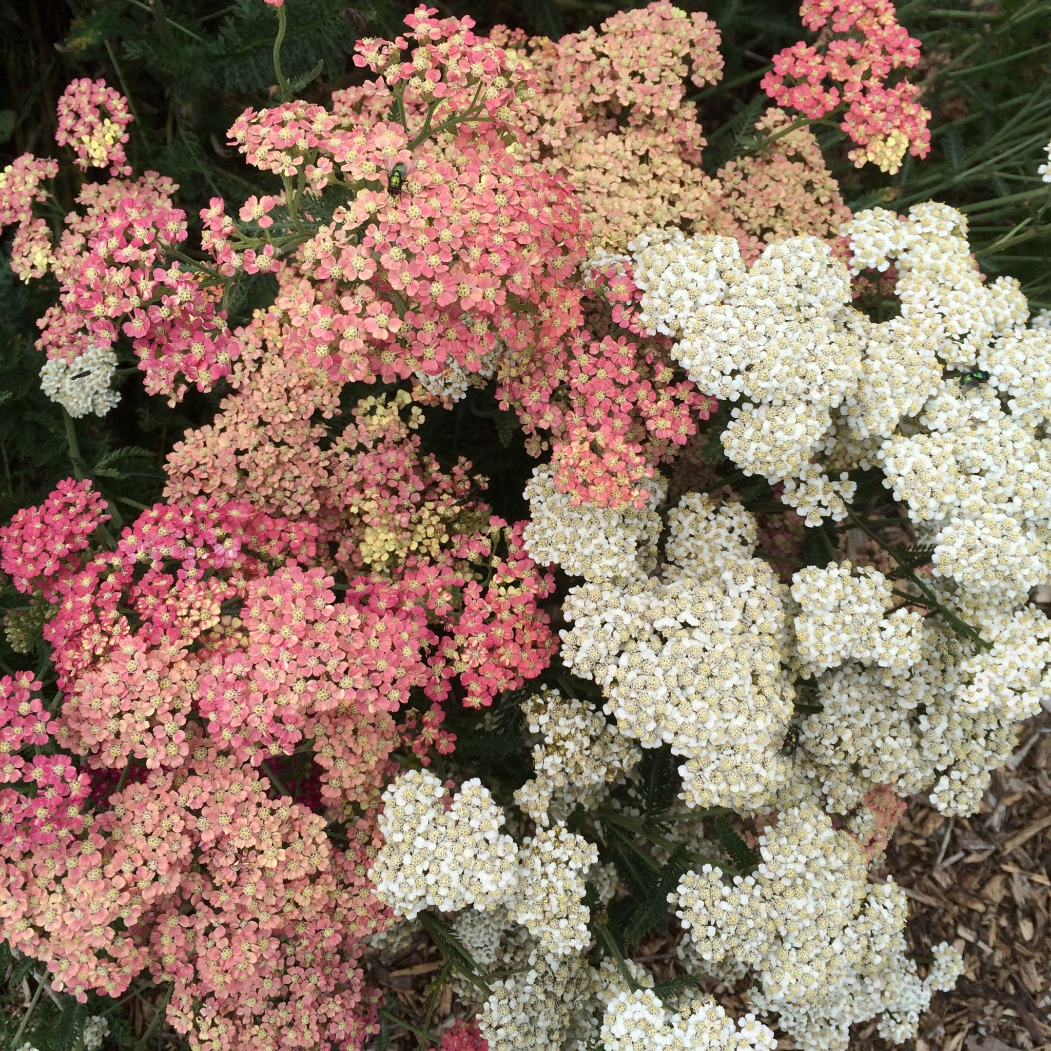 Flowers Grown At My Flower Patch And Blooming In An Average July flowers-grown-at-my-flower-patch-and-blooming-in-an-average-july