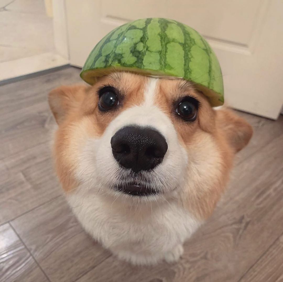 Corgi on Instagram: “Follow: @corgillection Credi Corgi on Instagram: “Follow: @corgillection Credi