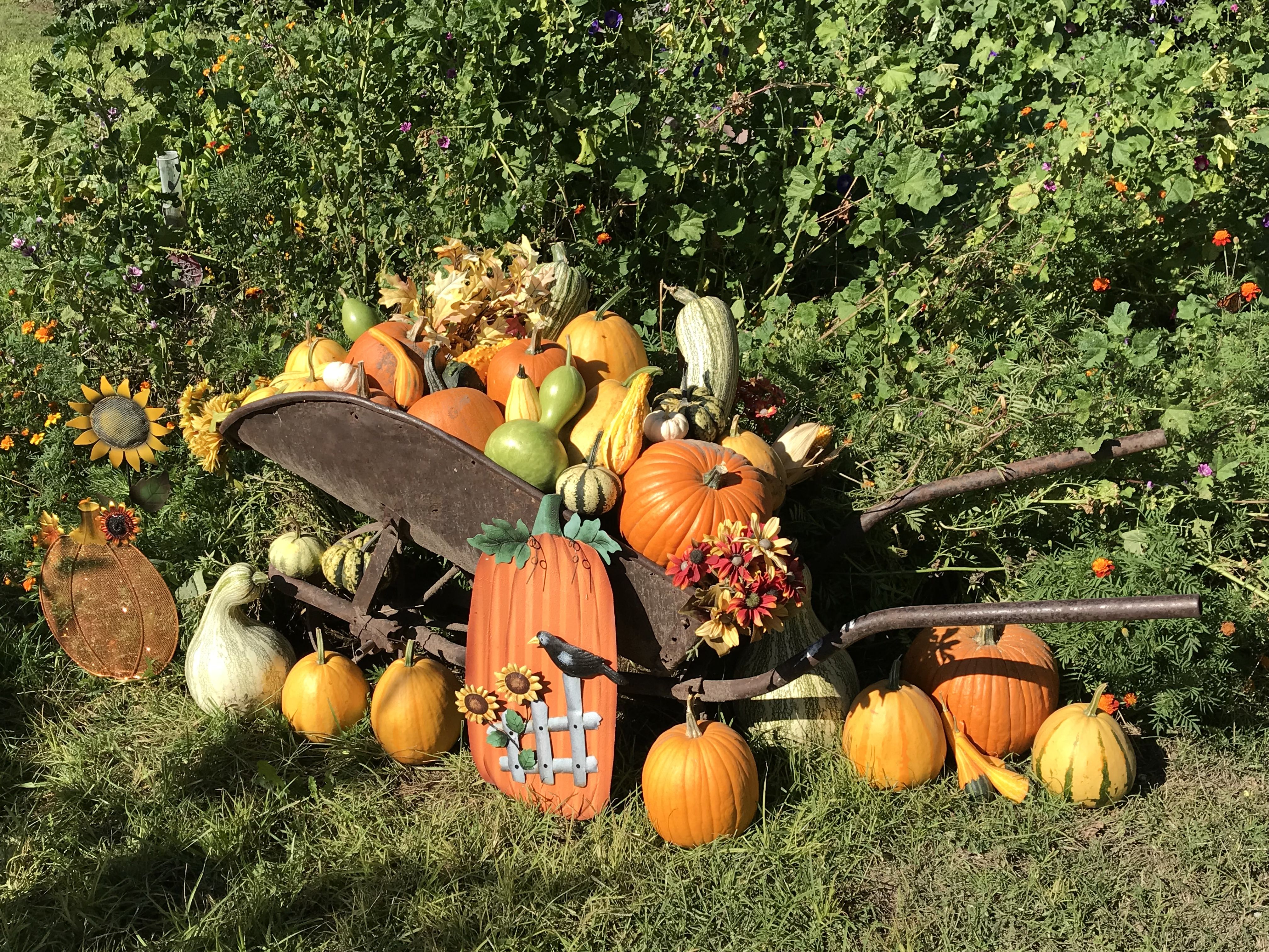 Fall decorated wheelbarrow Fall decor, Modern design, Decor