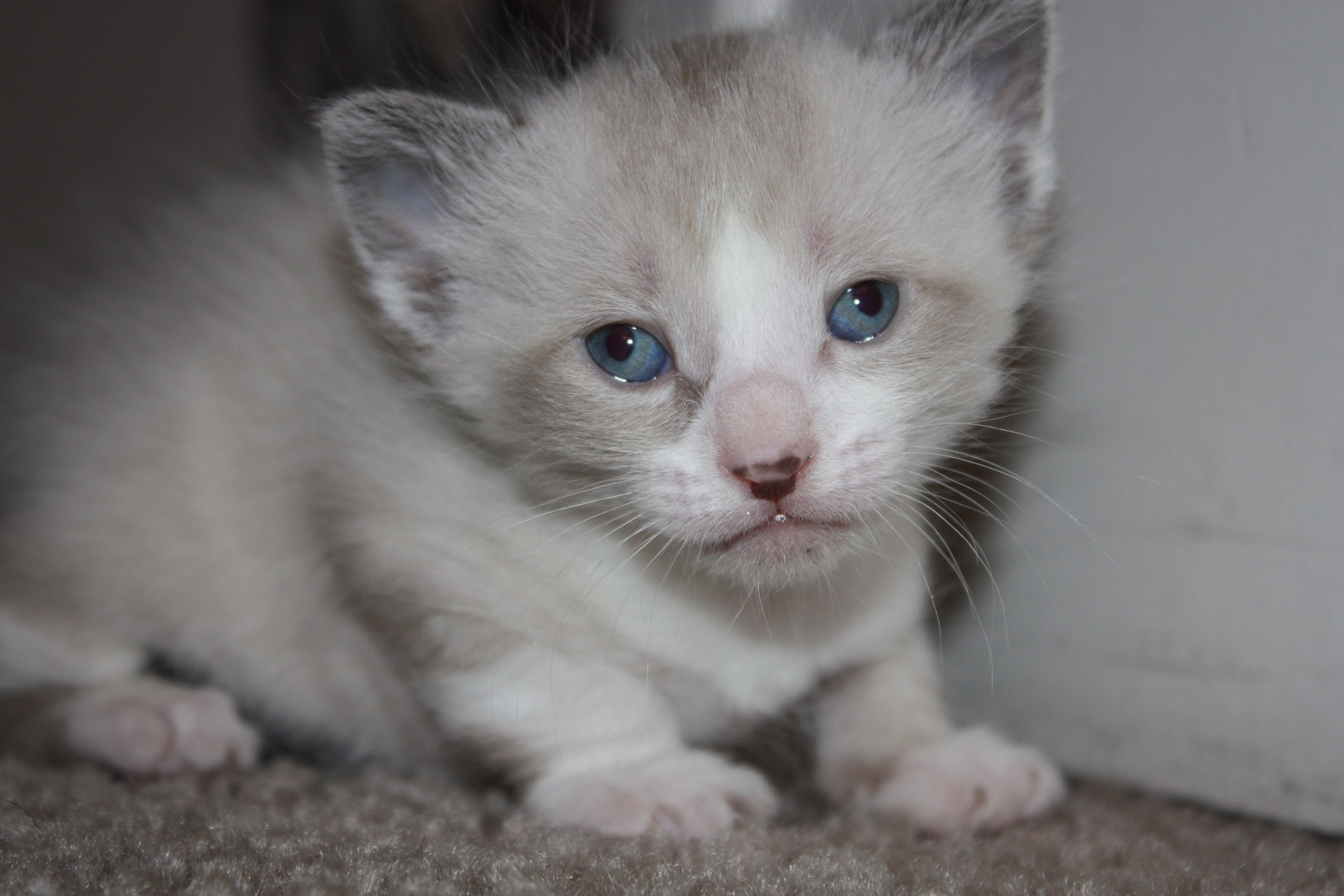 Kitten with a lazy eye! | Cute animals, Animals, Kitten