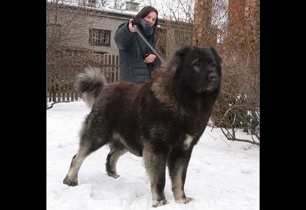 Perros Gigantes Perros Enormes Perros Perros Gigantes