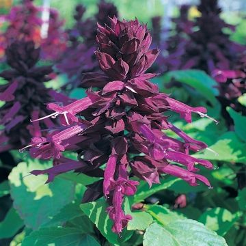 50 Salvia Sizzler Purple Seeds FLOWER SEEDS