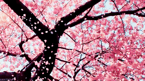 flower, gif, march, spring, tree