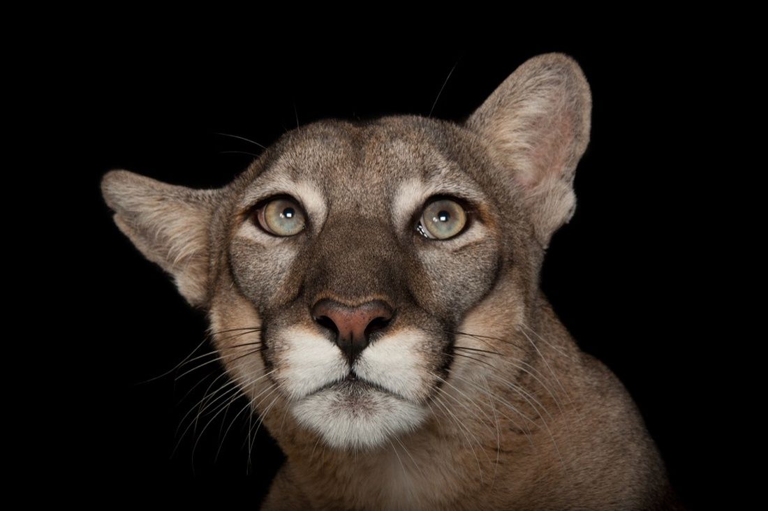 puma en voie de disparition puma en voie de disparition