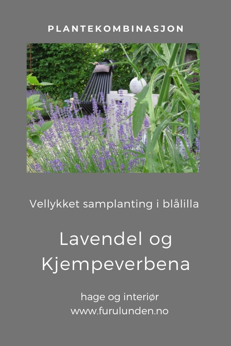 Samplanting med/plantekombinasjonen Lavendel og Kjempeverbena var ikke helt tilsiktet da jeg lagde disse bedene i 2015. Men jeg er så fornøyd at de lever i sameksistens fortsatt #plantekombinasjoner #samplantinger #hagetips #hageinspirasjon #gardeninspiration #tuininspiratie #gardeninspiration #trädgårdsinspiration #lavendula Samar, Plants, Lavender, Plant, Planets