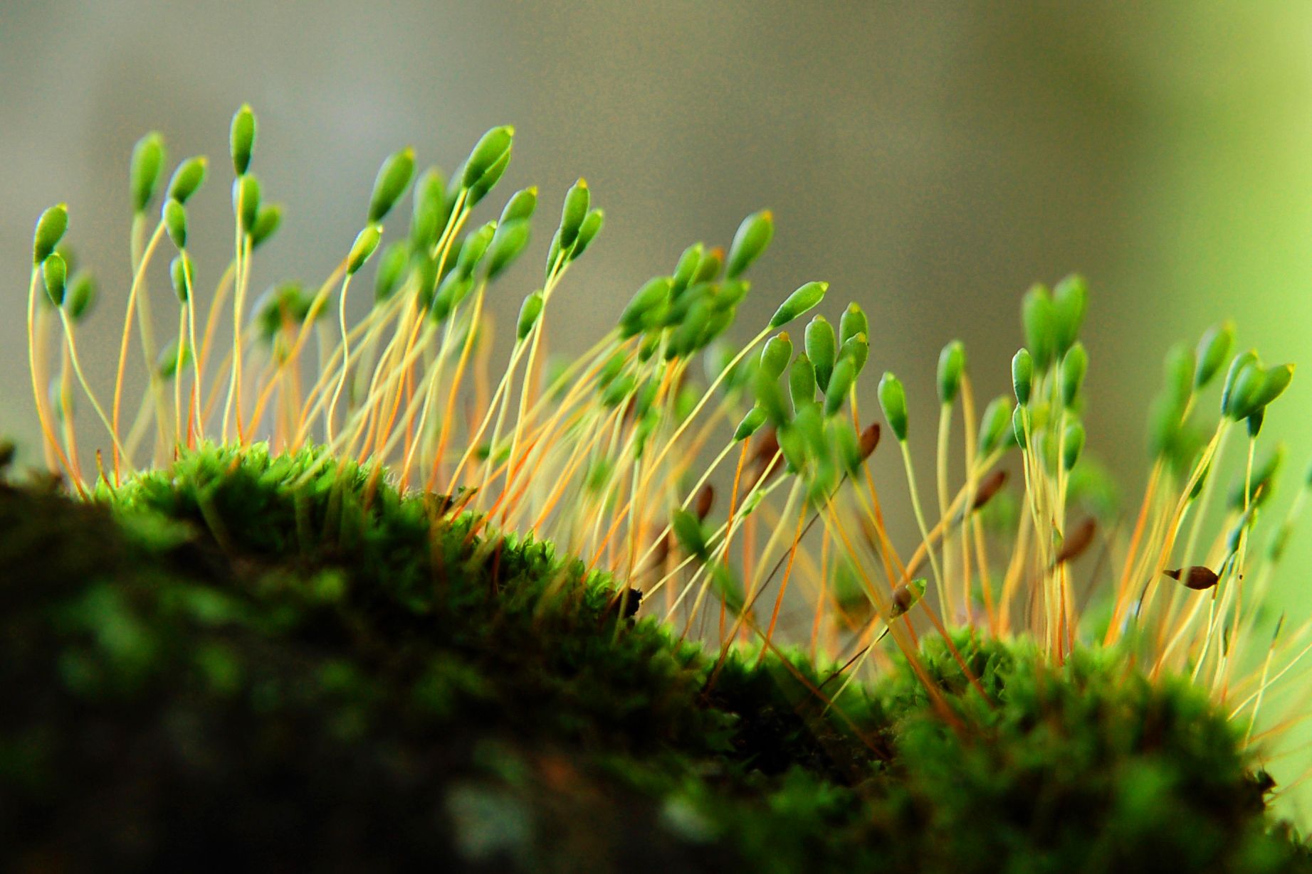 types of moss download types of moss download