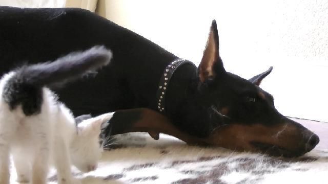Kitten Vs Doberman An Adorable Small Kitten Does Funny Battle