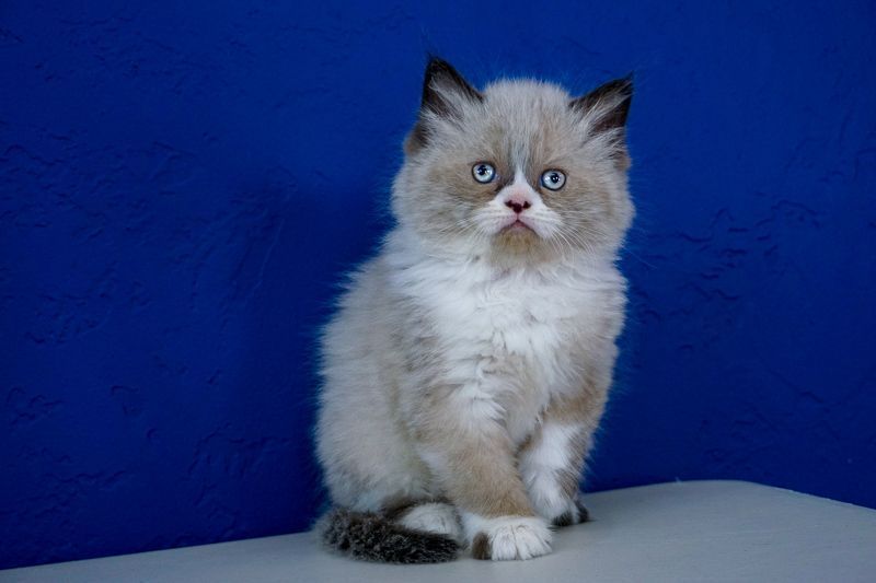 Persian Kittens For Sale Www Batcho Net Bi Color Persian Cat Breeder In Pa Cute Cats And Dogs Persian Kittens Cute Cats