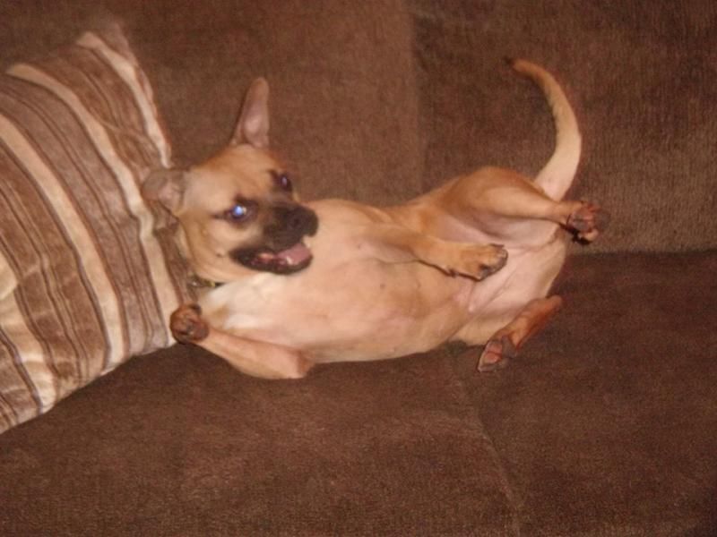 Adopt Audrey On Happy Dogs Dogs Pugs For Adoption