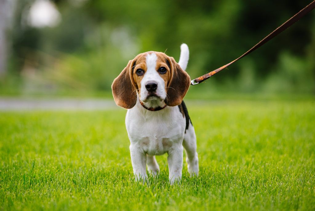 Do Beagles Shed Canna Pet Beagle Dog Dogs Beagle Canna Pet