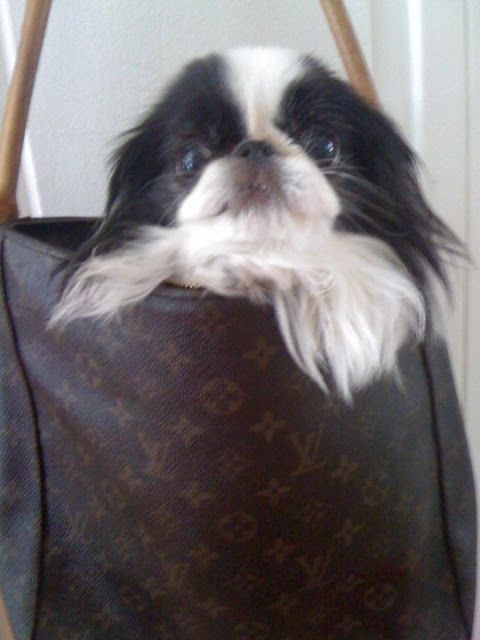 From Montreal With Lvoe In Lvoe With Louis Vuitton Japanese